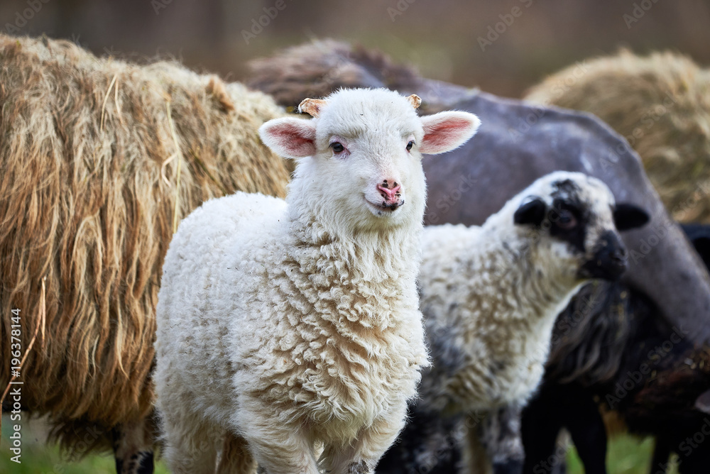 Lambs (Ovis aries)