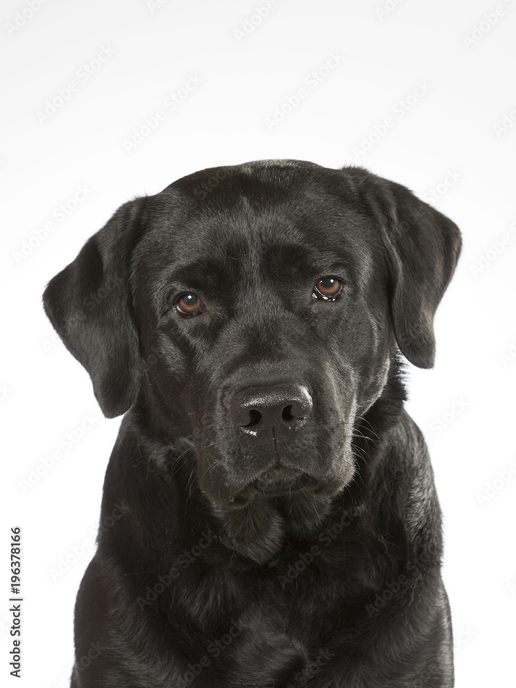 Black labrador dog portrait. Image taken in a studio. Black labrador dog portrait. Image taken in a studio.