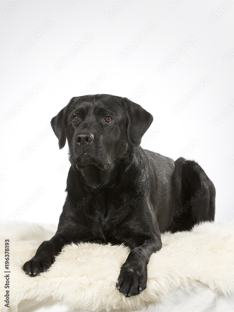 Black labrador dog portrait. Image taken in a studio.