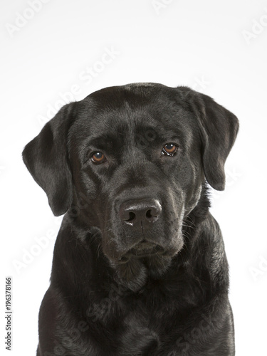 Black labrador dog portrait. Image taken in a studio.