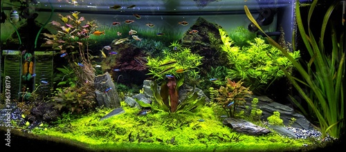 Aquarium et poissons tropicaux photo