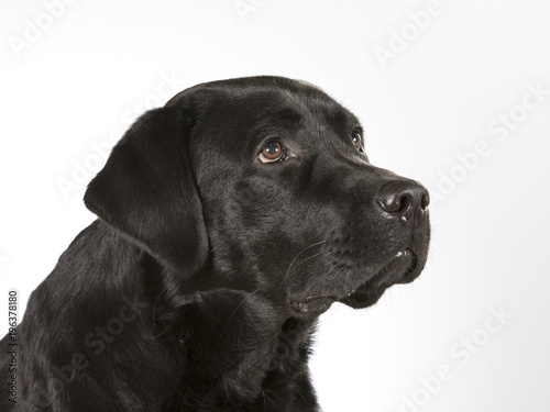 Black labrador dog portrait. Image taken in a studio.