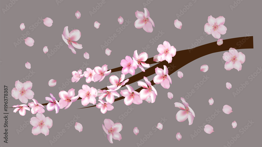 Realistic Cherry Branch Illustration Vector. Blooming Sakura, Apricot, Peach, Apple Twig Blossoms Petals Falling Down Isolated. Realistic Blossom Cherry Branch, Showering Petals, Wedding Decoration Realistic Cherry Branch Illustration Vector. Blooming Sakura, Apricot, Peach, Apple Twig Blossoms Petals Falling Down Isolated. Realistic Blossom Cherry Branch, Showering Petals, Wedding Decoration