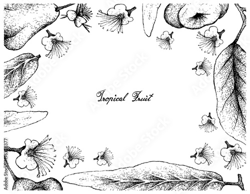 Hand Drawn Frame of Java and Watery Rose Apple