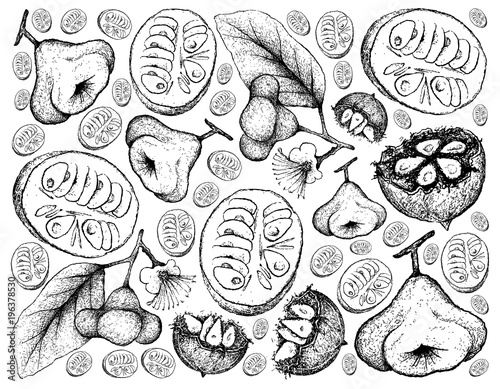 Hand Drawn Background of Monk Fruit and Watery Rose Apple