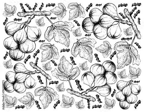 Hand Drawn of Cluster Fig Tree in White Background