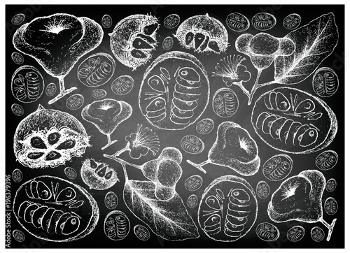 Hand Drawn Monk Fruit and Watery Rose Apple on Chalkboard