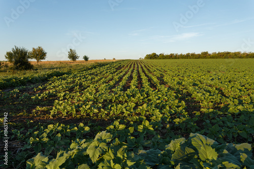 Field of young green sunflower plants at sunset