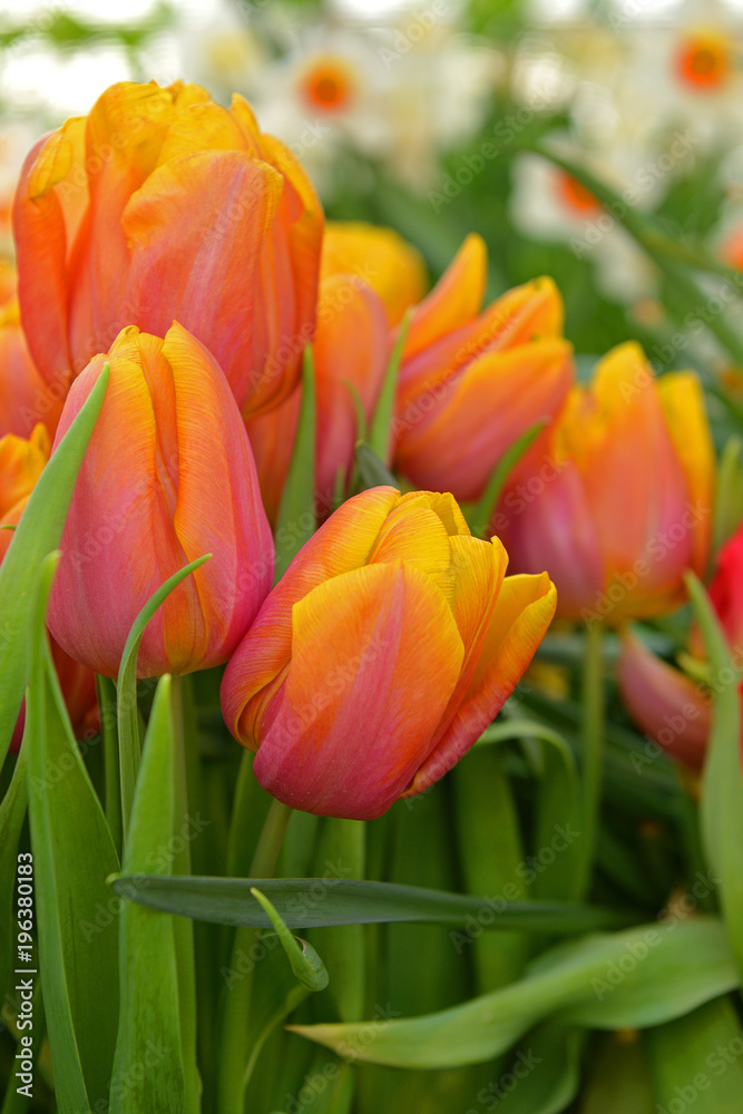 Spring. Tulip Darwin Hybrid Mystic Van Eijk Spring. Tulip Darwin Hybrid Mystic Van Eijk