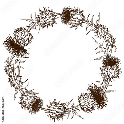 Decorative wreath with onopordum acanthium. Scottish thistle