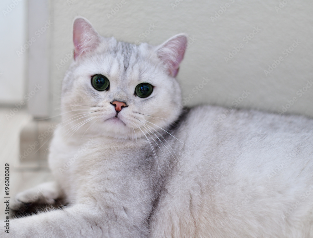 white Scottish pristine purebred cat