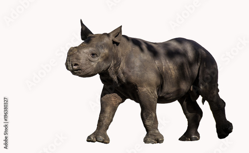 Baby Rhinoceros separated on White Background