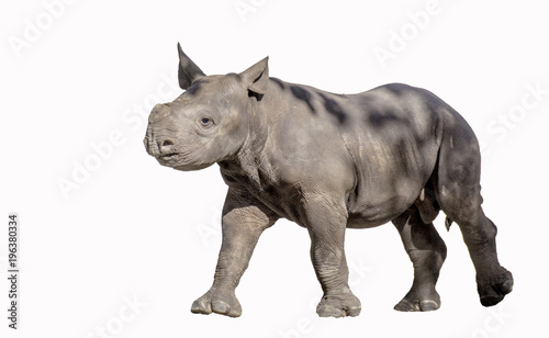 Baby Rhinoceros on White Background