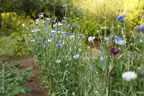 Blue and white cornflowers blooming in meadow close up