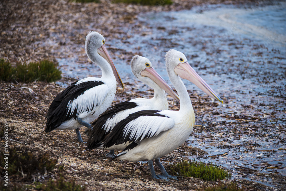 Australian Pelican