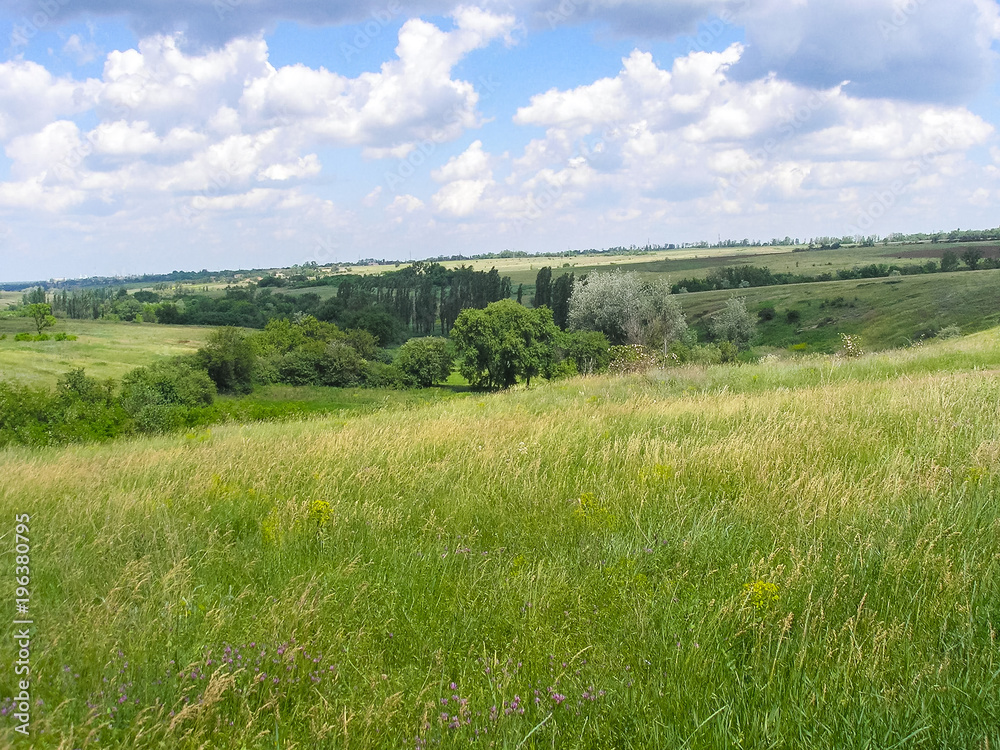 Tavriysky blooming steppe in summer Tavriysky blooming steppe in summer