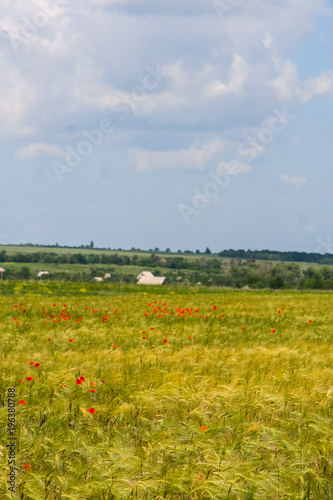 Tavriysky blooming steppe in summer