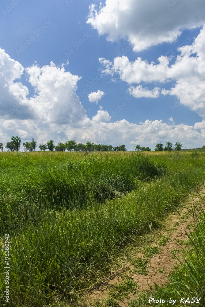 Tavriysky blooming steppe in summer