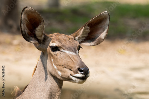 Close up of the antelope female face