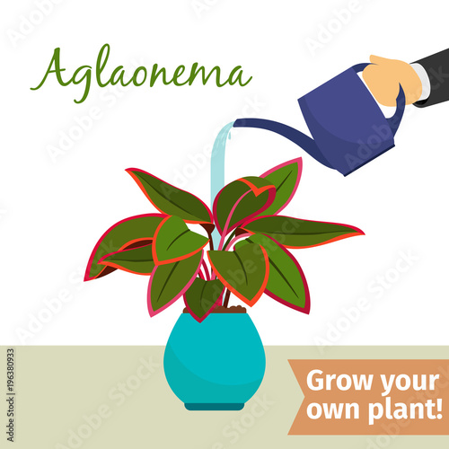 Fototapeta Naklejka Na Ścianę i Meble -  Hand watering aglaonema plant