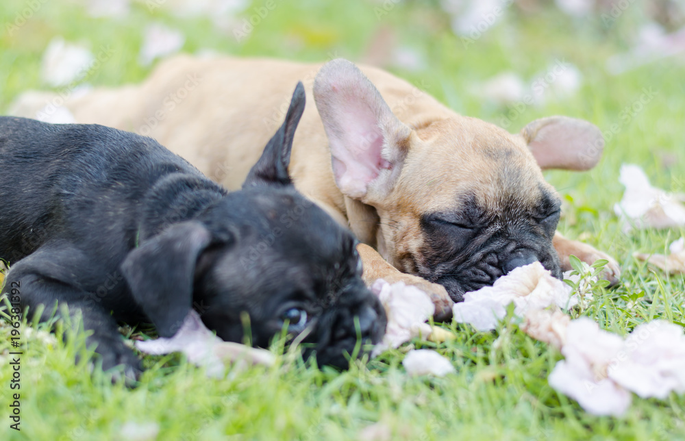 french bulldog sleep in outdoor grass, Baby French bulldog puppy. Dog on the grass field,