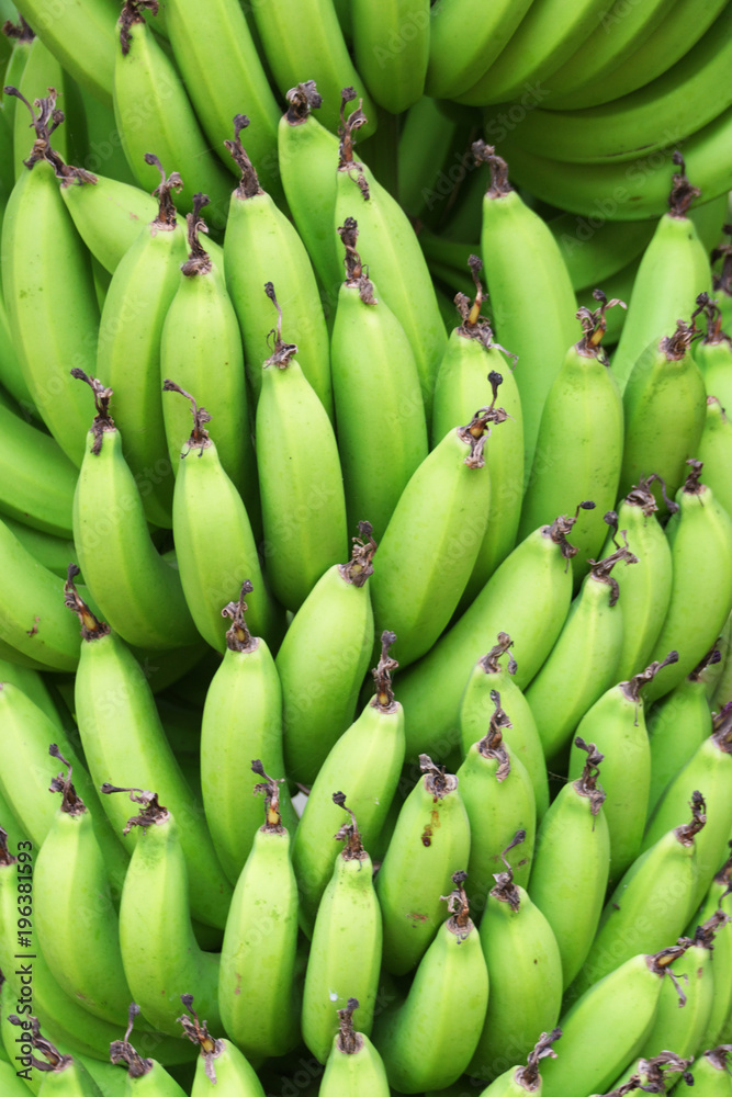 Bunch of green bananas ripening on a tree