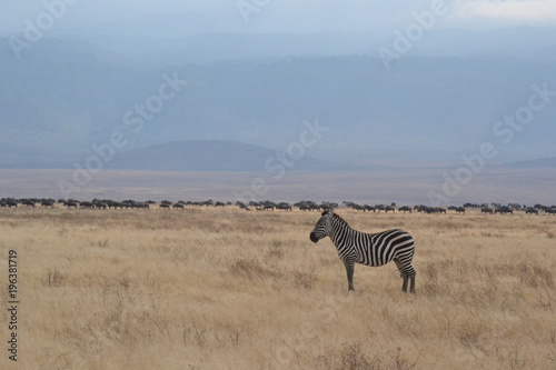 Z  bre dans le crat  re du Ngorongoro