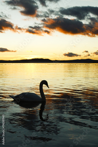 swan on the water at sunset