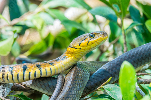 Buff striped keelback photo