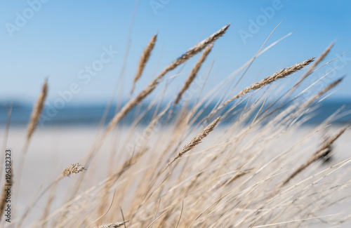 blades of marram grass on sandy beach