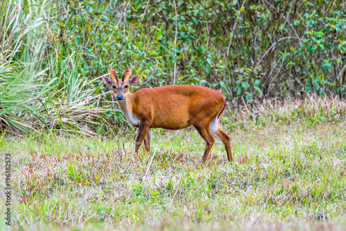 The Indian muntjac eating grass