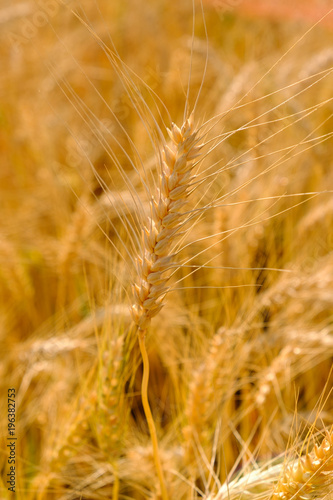 barley in field conversion test at North Thailand rice golden color