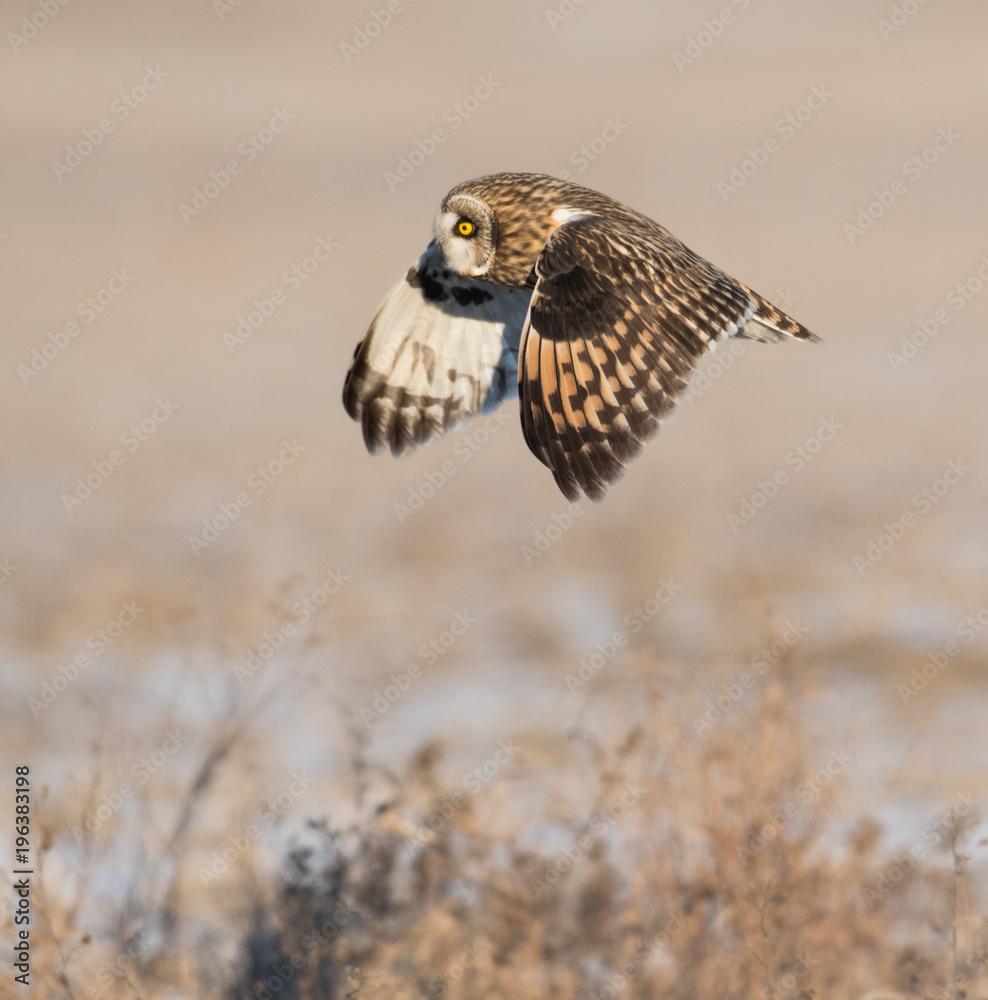 Fototapeta premium Short-eared owl in flight