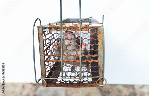 The rat in the cage are trying to find a way out of the cage. On