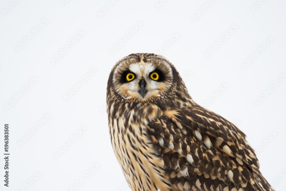 Fototapeta premium Portrait of short eared owl