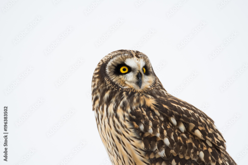 Portrait of short eared owl Portrait of short eared owl