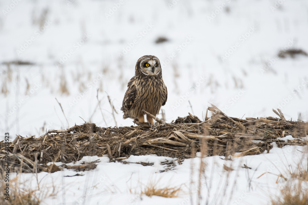 Obraz premium Short eared owl perched on ground
