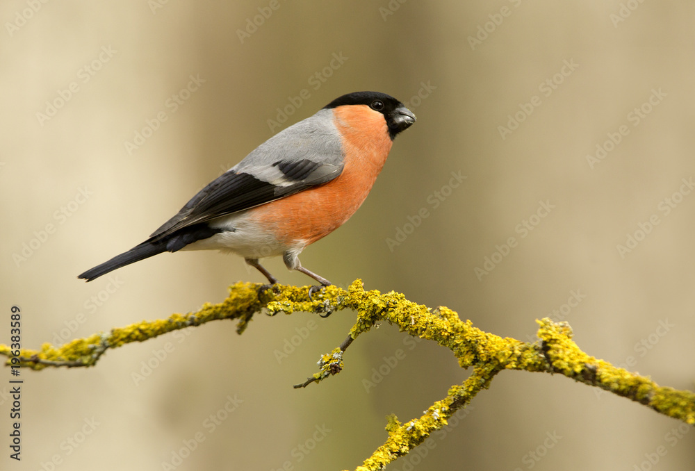 Eurasian bullfinch. Pyrrhula pyrrhula Eurasian bullfinch. Pyrrhula pyrrhula