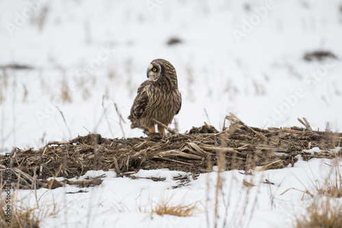 Short eared owl perched on ground