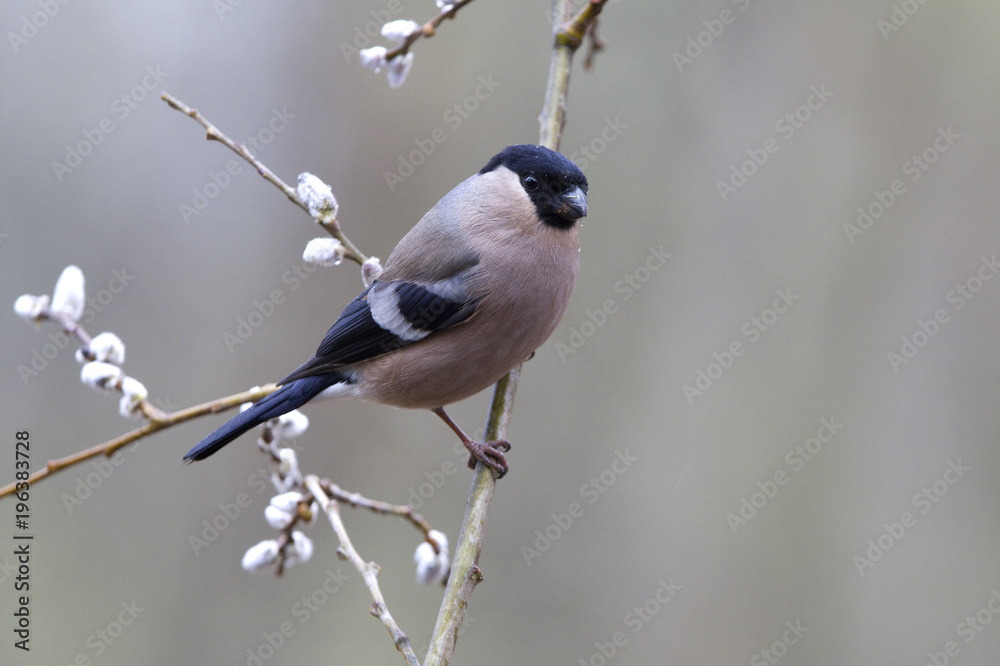 Obraz premium Eurasian bullfinch. Pyrrhula pyrrhula