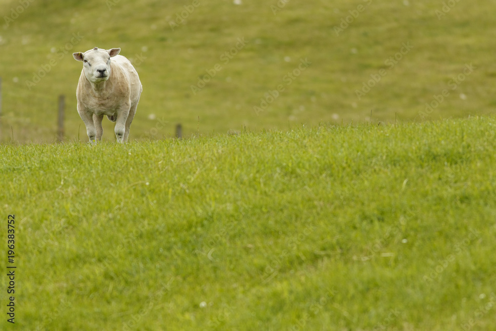 sheared male of texel sheep (ovis aries) on grassland. sheared male of texel sheep (ovis aries) on grassland.