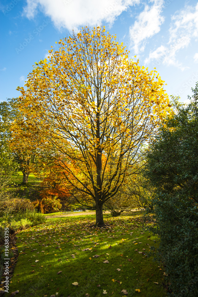 Beautiful tre in autumn