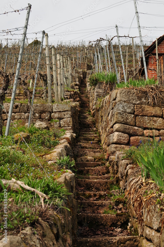 Weinberg mit Treppe und Trockenmauer Weinberg mit Treppe und Trockenmauer