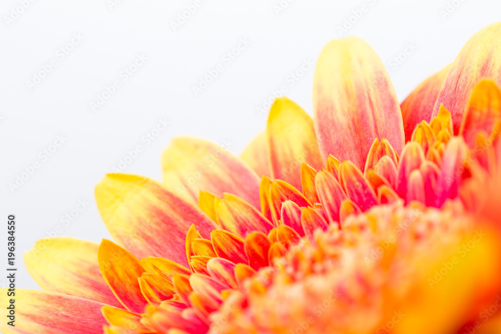 Fototapeta premium makro på en orange blomma med utrymme för egen text