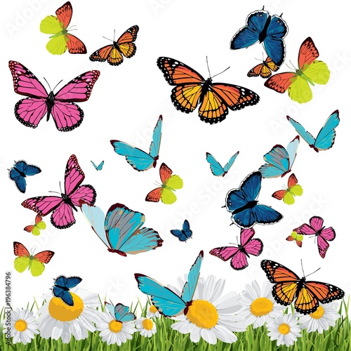 Fototapeta Naklejka Na Ścianę i Meble -  background with butterflies, daisies, grass