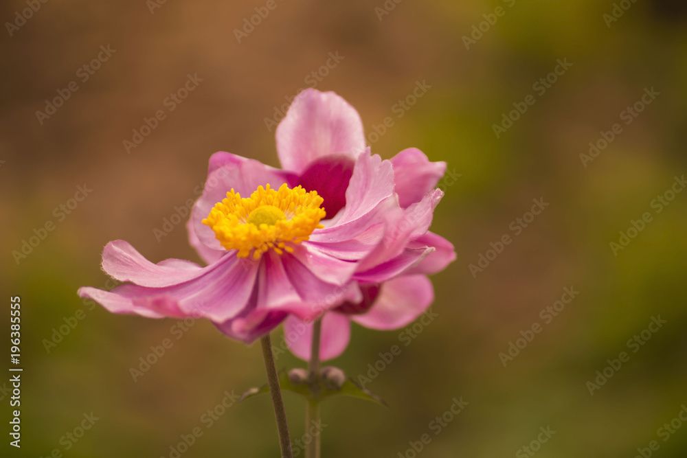 Fototapeta premium Anemone