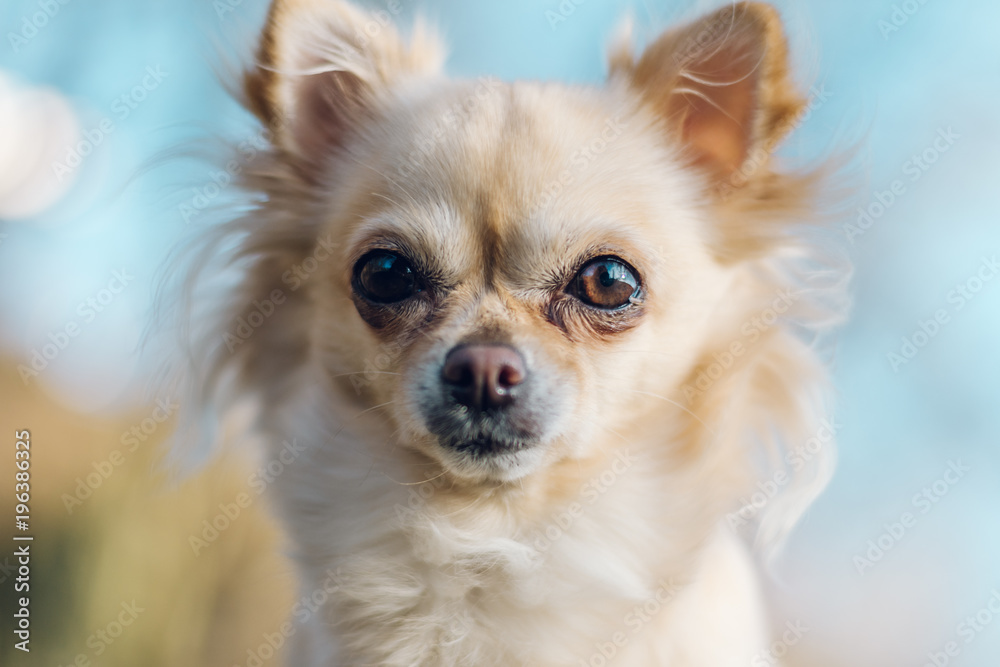 Portrait of adorable small chihuahua dog Portrait of adorable small chihuahua dog