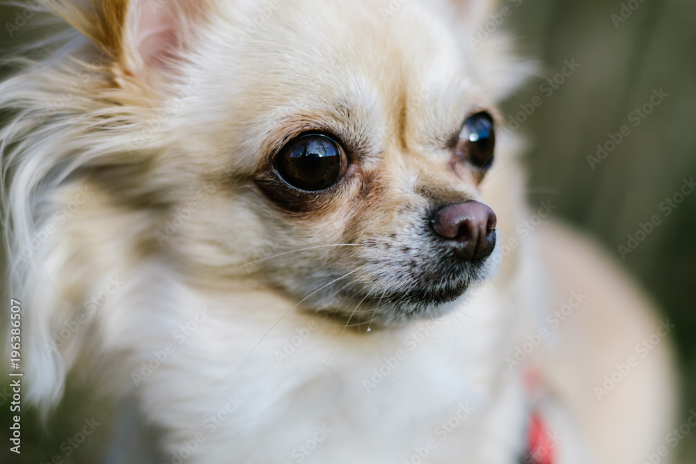 Portrait of cute small dog chihuahua Portrait of cute small dog chihuahua