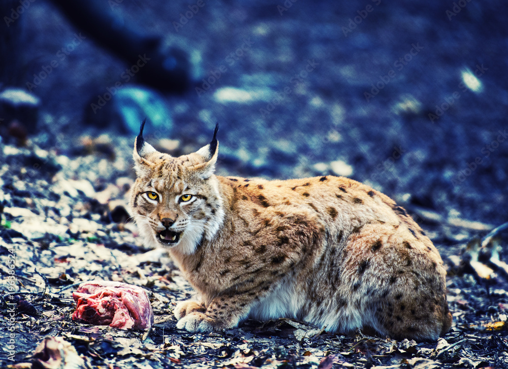 hungry lynx eating piece of meat. Lynx, Eurasian wild cat Stock Photo | Adobe Stock hungry lynx eating piece of meat. Lynx, Eurasian wild cat Stock Photo | Adobe Stock