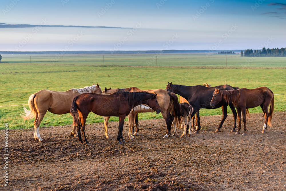 horses on the field graze at dawn horses on the field graze at dawn